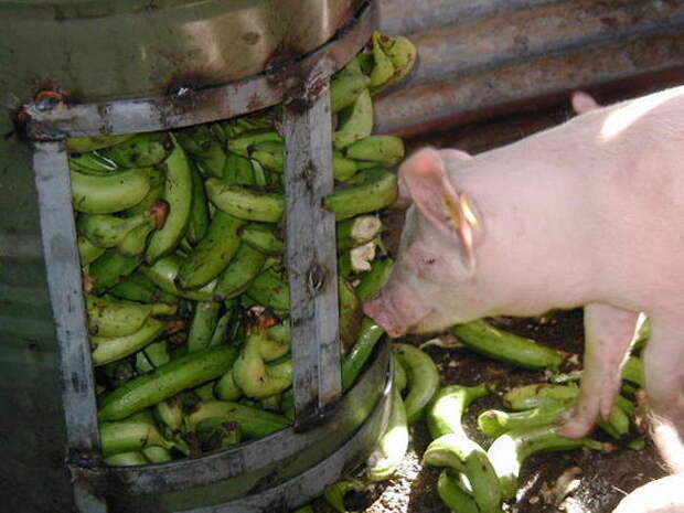 Банановая кожура для сельхоз животных.