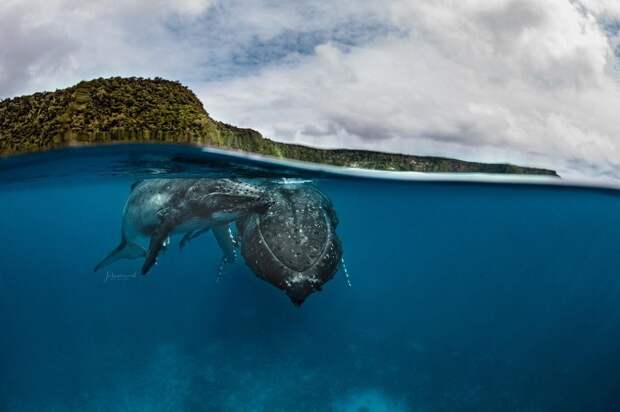 Обитатели океана на подводных снимках Жасмин Кэри