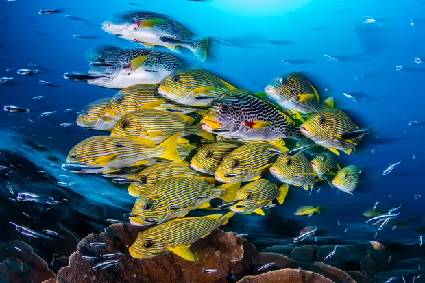 30 ����������� ��������� ������� �������� OCEAN ART 2019 (36 ������ ���������� ����)