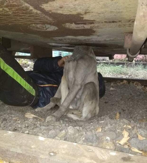 собака попала в ловушку собака застряла в дне вагона