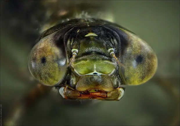 Фотография: Микромир Байкала №36 - BigPicture.ru