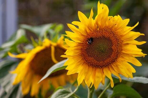 Кубань обновила рекорды по экспорту: какие страны стали главными покупателями?