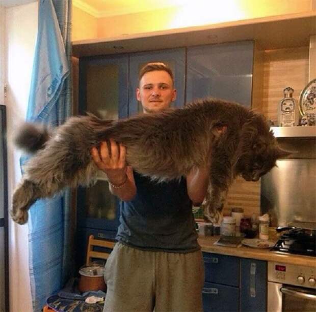 18 котов породы мейн-кун, по сравнению с которыми ваша кошка выглядит крошечной.