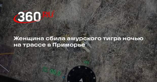Женщина сбила амурского тигра ночью на трассе в Приморье