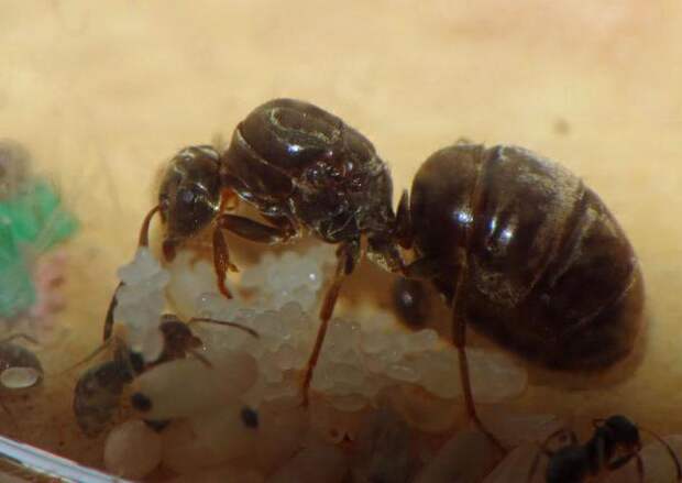 Лазиус нигер: описание и образ жизни садового муравья