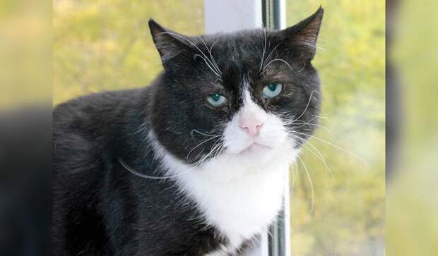 грустный кот грустный кот