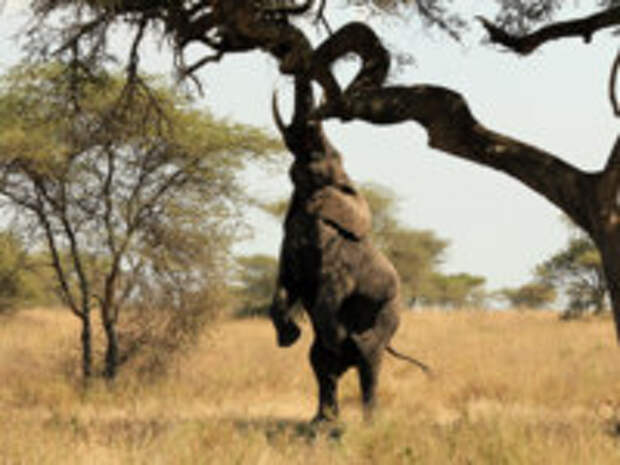 Танзания. African Elephant (Loxodonta Africana) Reaching out for Food in a Tree, Serengeti, Tanzania. Фото Andaman - Depositphotos