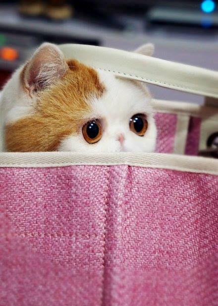 Кот Снупи - звезда интернета. Фото