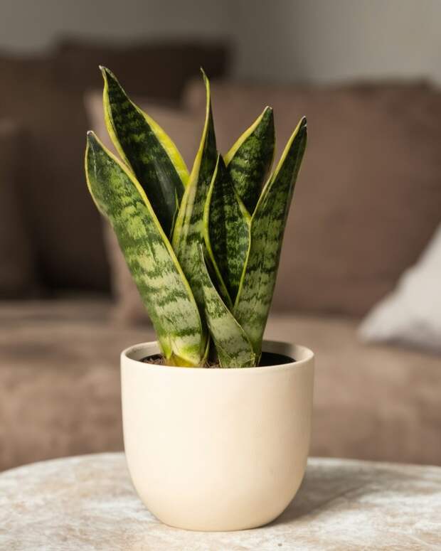 Зелень для спальни