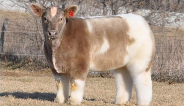 Плюшевые красавицы-коровы из Айовы