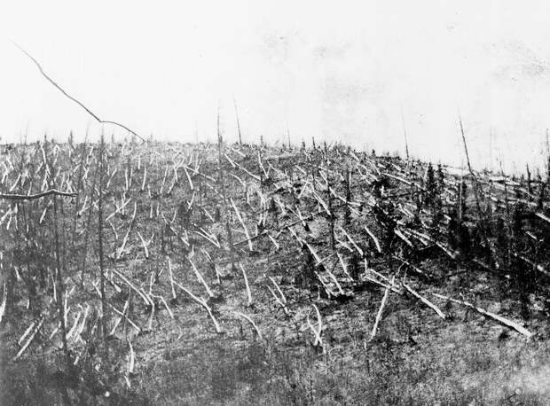 Лес, поваленный на месте падения Тунгусского метеорита. 1927 год