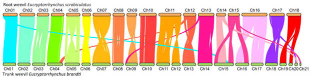 Рис. 4. Схема соответствия между хромосомами двух видов долгоносиков