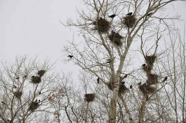 Орнитолог: «Быел кара каргалар Казанга соңрак кайтты»