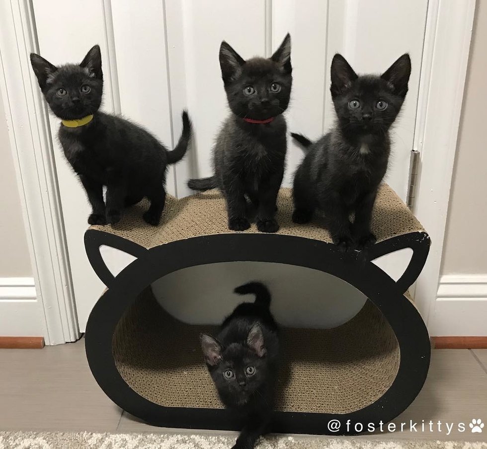 Без кота и жизнь не та