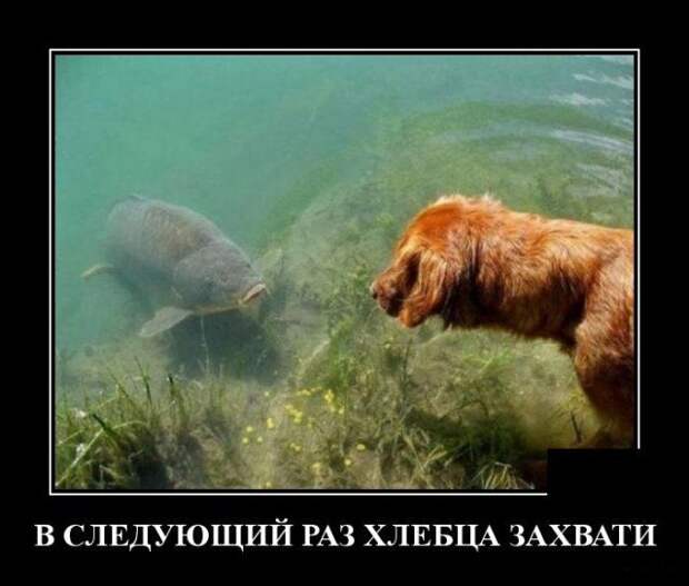 demotivatory-demotivator-smeshnye-demotivatory-demotivator-so-smyslom