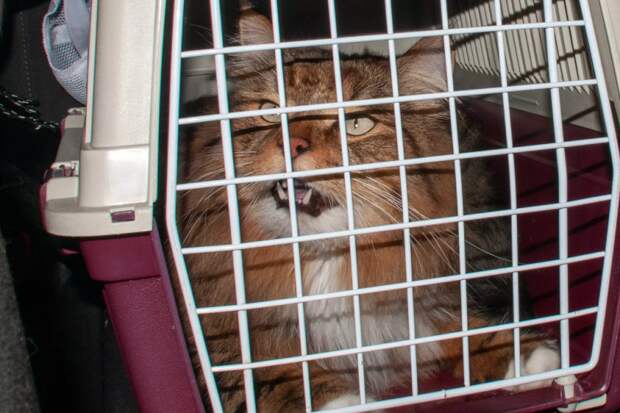 Хозяева бросили кота в переноске в московском аэропорту и улетели