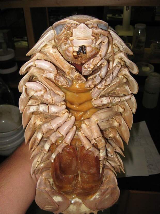 Самые необычные животные мира