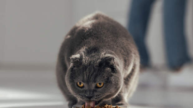 Застрявшего в дымоходе в Петербурге кота спасли спустя две недели