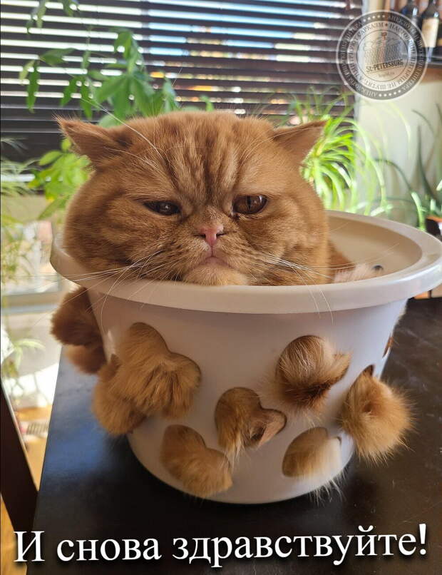 И снова здравствуйте!