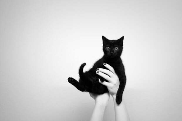 25 восхитительных снимков маленьких котят которые растрогают любое сердце