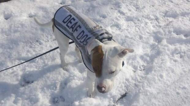 песик