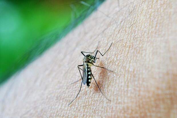 В Караганде завершился первый этап обработки территорий от комаров