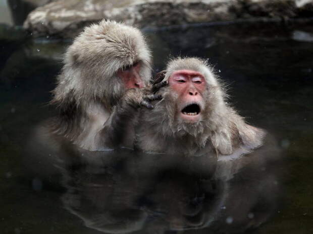 Macacos en Yamanouchi