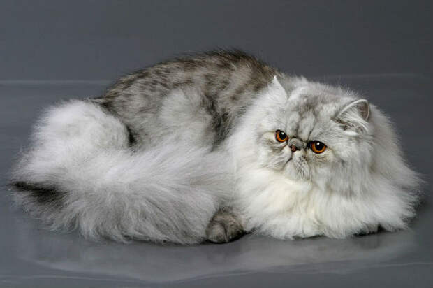 Одна из красивейших и самых популярных пород кошек в мире.