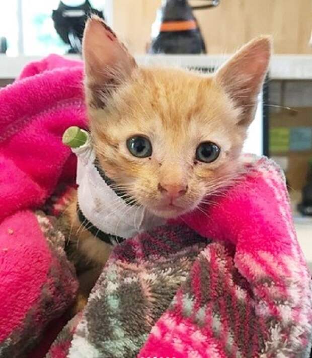 Котенок в пледе