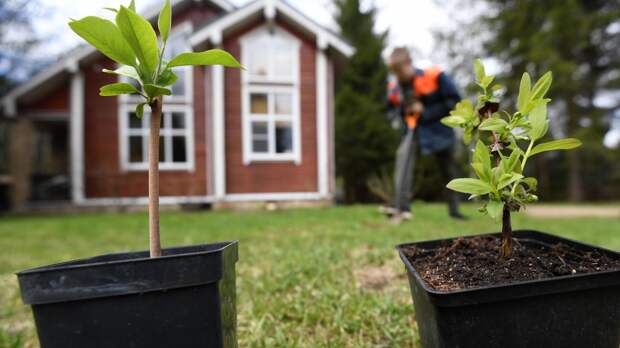 «Малиновое дерево»: Садоводам объяснили, как не купить фейковые саженцы
