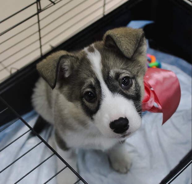 В Смоленске пройдет очередная выставка-раздача бездомных животных