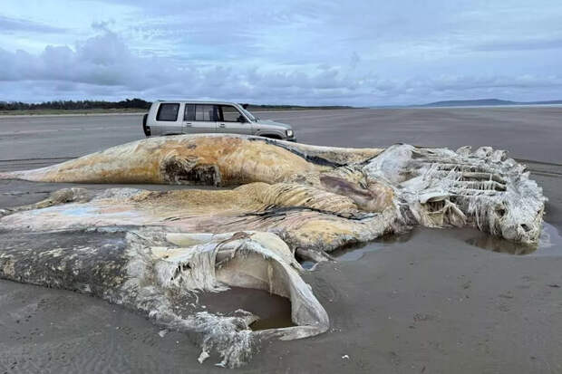 В Британии на берегу нашли тушу неизвестного животного