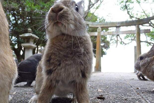 Тайны Острова кроликов в Японии милота, остров кроликов, япония