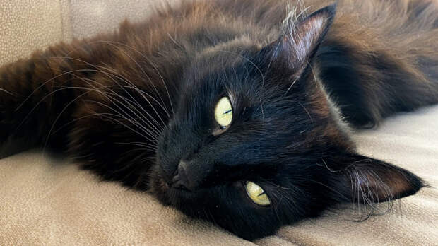 Опасность для пушистого: почему нельзя будить кошек во время сна