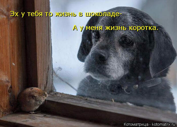 kotomatritsa_VM (700x504, 242Kb)