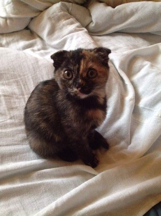 котят выбросили кошка ан кровати