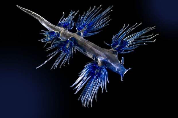 Голубой ангел (Glaucus atlanticus) (9 фото)