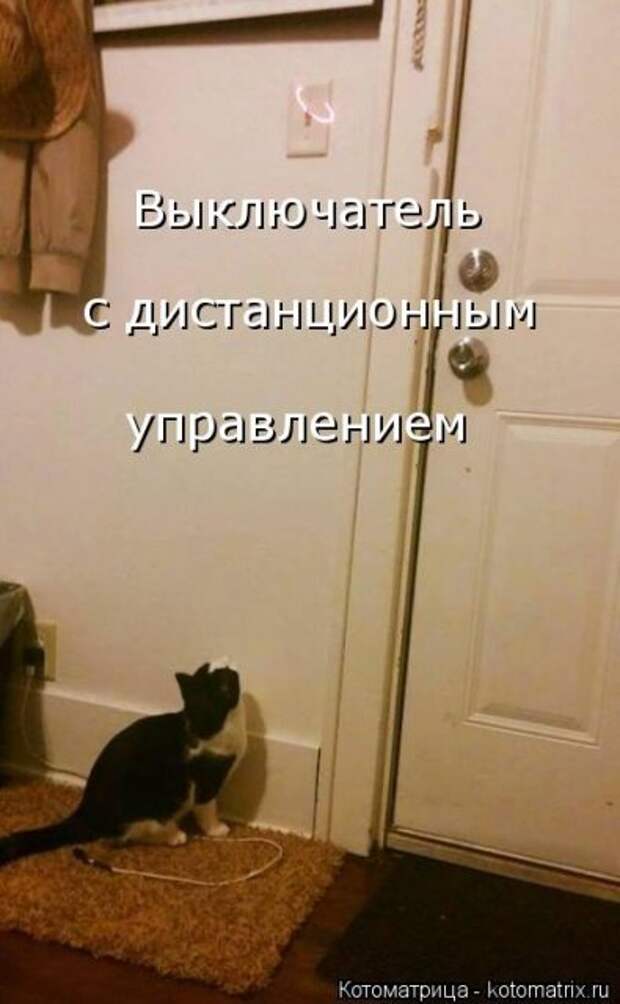 Лучшая котоматрица недели на Бугаге (26 фото)