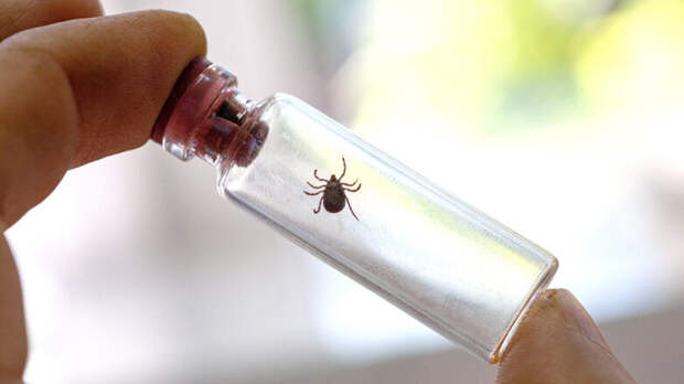 О готовности к нашествию клещей рассказал Роспотребнадзор