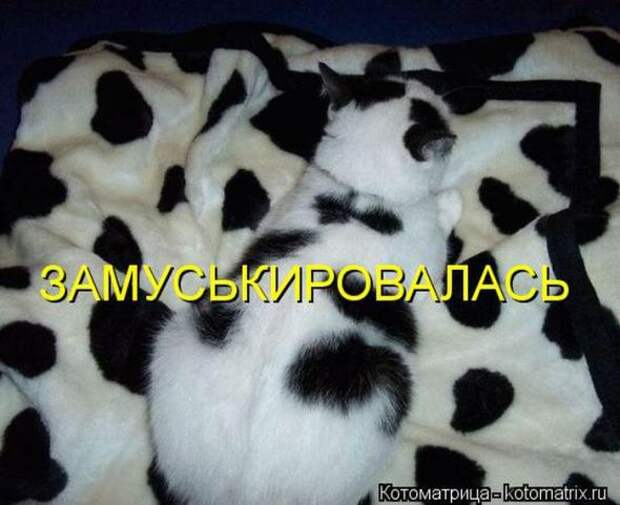 Котоматрицы(картинки с надписями)