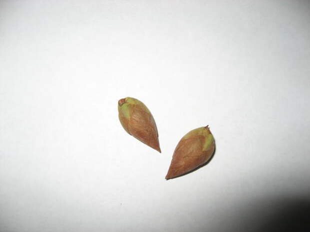 Погибшие цветочные почки рододендрона