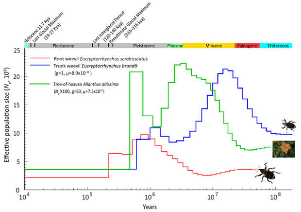 Рис. 3. Динамика эффективной численности популяций айланта и долгоносиков