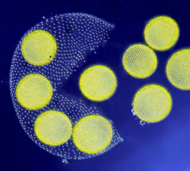 Третье место — Снимок водорослей вольвокс, выпускающих дочерние клетки. Фото: Jean-Marc Babalian, Нант, Франция Nikon Small World’s, конкурс, красота, наука, под микроскопом, удивительно