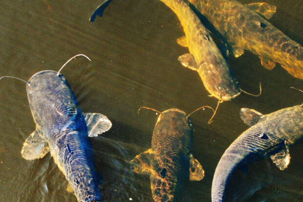 Рыбы из чернобыльского пруда