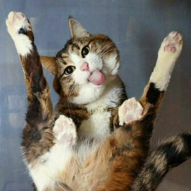Субботний котопост коты, кошки, приколы с котами., смешные коты