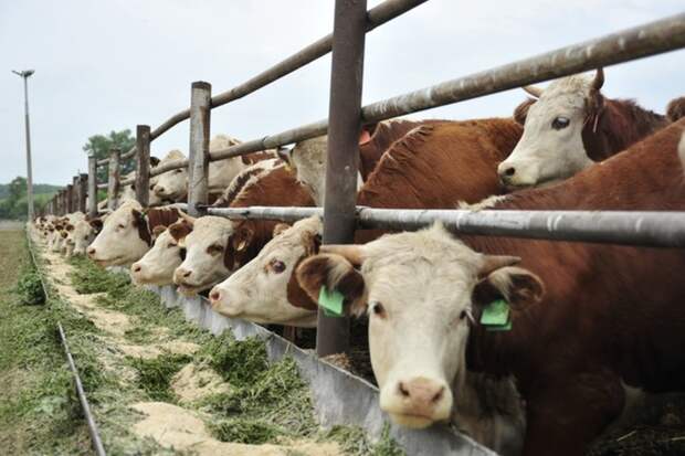 "Коровье аутодафе". Кто и зачем "заказал" массовое уничтожение животных в Сибири