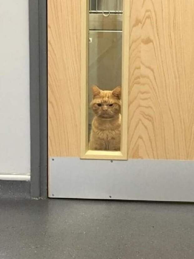 Злой котик Кот за дверью