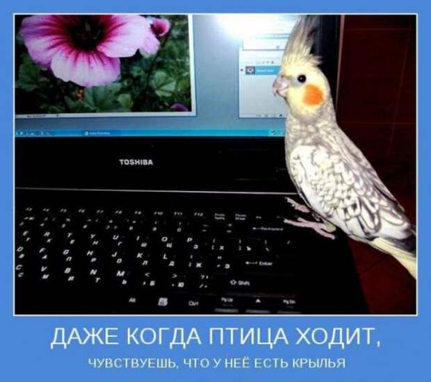 А теперь мотиваторы