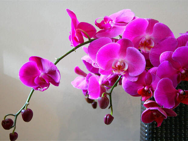 NewPix.ru - Про орхидеи. Красивые фотографии орхидей
