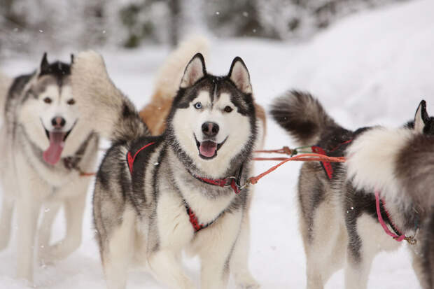 Ветврач Немцева: в квартире не стоит заводить овчарок, такс и доберманов